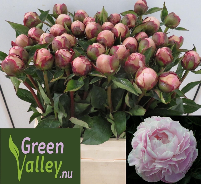 <h4>Paeonia Nick Shaylor</h4>