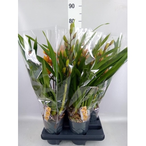 Cymbidium   ...