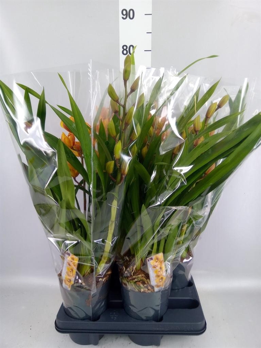 <h4>Cymbidium   ...</h4>