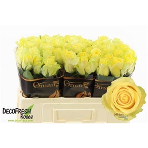 R Gr Minion Rose