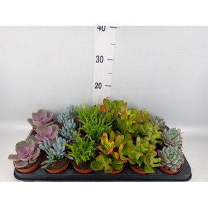 Succulents ...mix 6