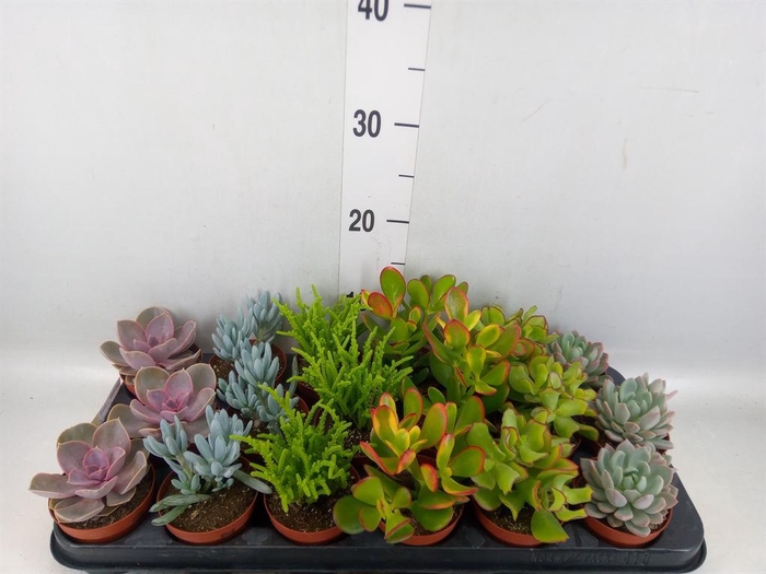 <h4>Succulents   ...mix 6</h4>