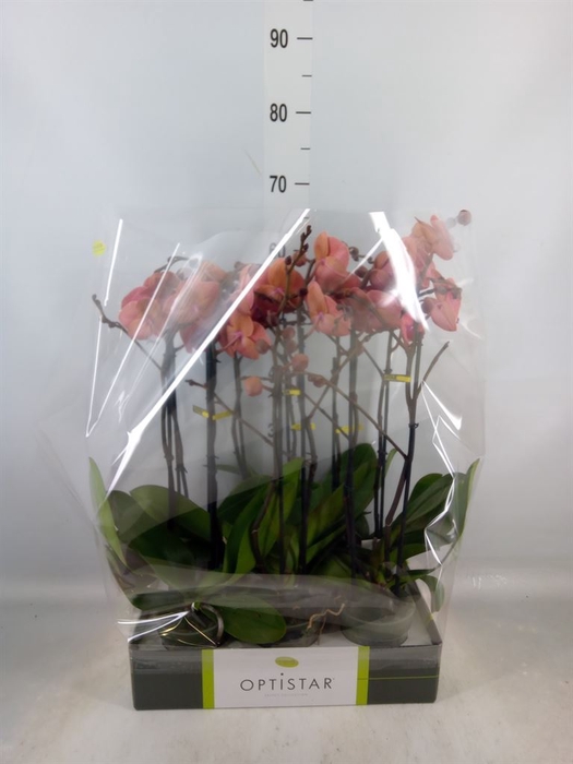 <h4>Phalaenopsis   ...orange</h4>