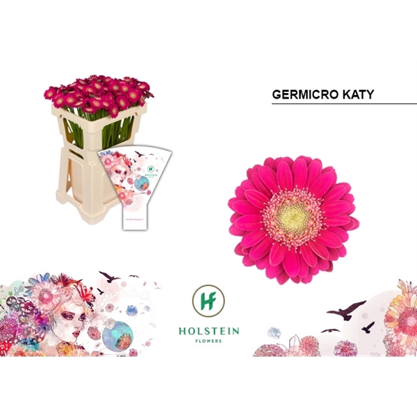 <h4>Ge Na Germicro Katy - Holstein</h4>