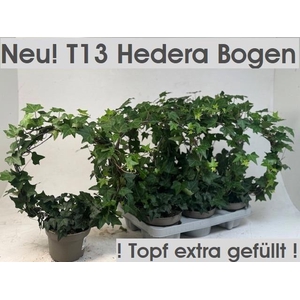HEDERA MIRROR P13