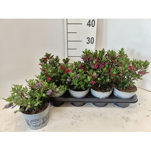 HEBE ALL BLOOMS GEM