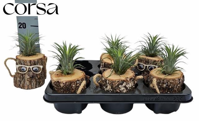 <h4>ARR TILLANDSIA</h4>