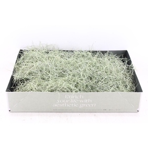 arr3 CP - Usneoides x6