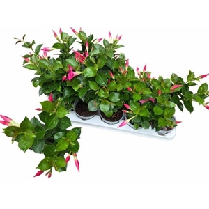 MANDE RIO PINK