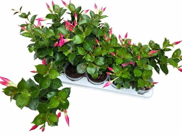 <h4>MANDE RIO PINK</h4>
