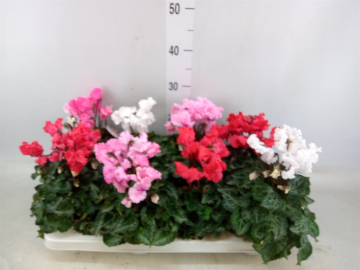 <h4>Cyclamen MD 'Merengue'</h4>