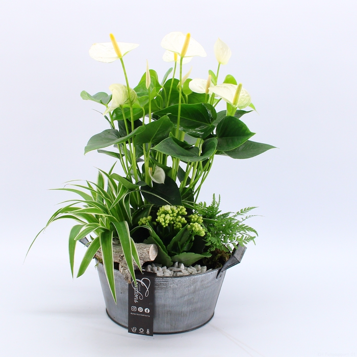 <h4>ANCR-2318 Anthurium creatie</h4>