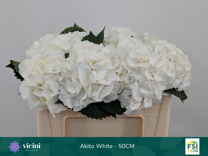 <h4>Akito White - 50CM</h4>