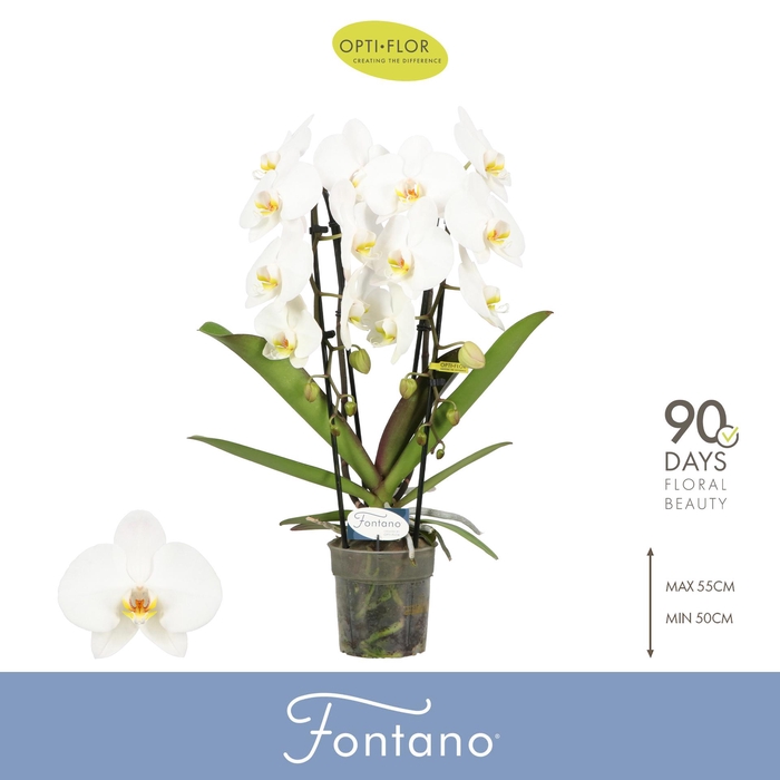 <h4>Fontano Versailles 2 spike</h4>