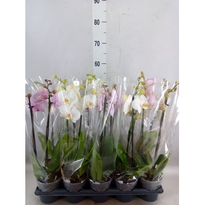 Phalaenopsis   ...mix