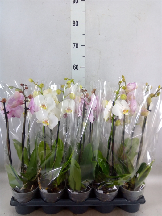 <h4>Phalaenopsis   ...mix</h4>