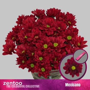 CHRYSANTHEMUM TR 'MEXICANO'