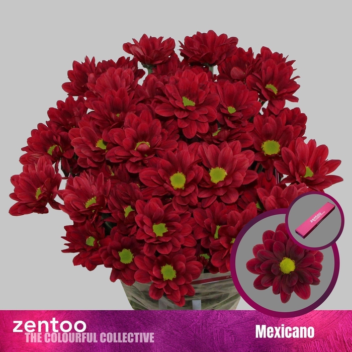 <h4>CHRYSANTHEMUM TR 'MEXICANO'</h4>