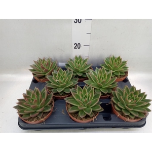 Echeveria  'Miranda'