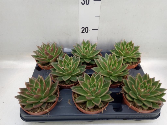 <h4>Echeveria  'Miranda'</h4>