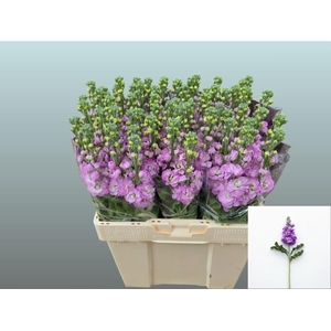 MATTH FIGARO L ROSE