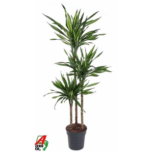 Dracaena fragrans Riki