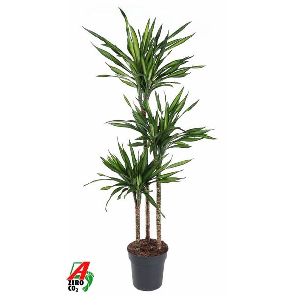 <h4>Dracaena fragrans Riki</h4>