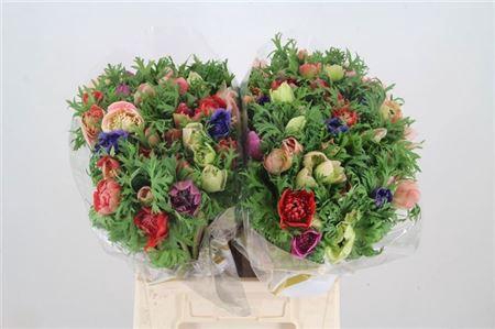 <h4>Anem Co Fullstar Gem</h4>