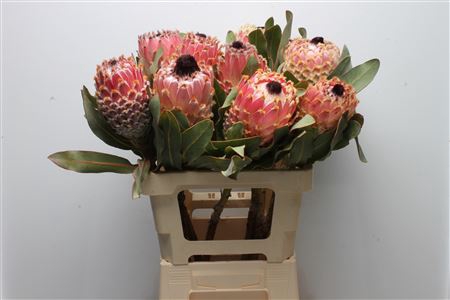 Protea Barbigera