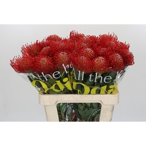 Nutans Ayoba Red