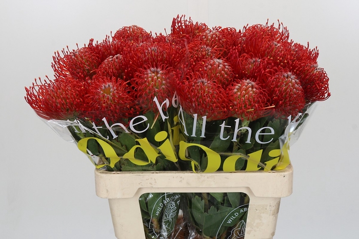 <h4>Nutans Ayoba Red</h4>