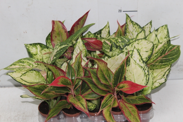 <h4>AGLAONEMA VARIADA P06</h4>