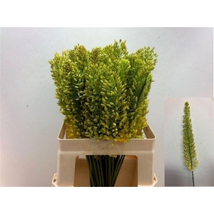 EREMURUS STENOPHYLLU