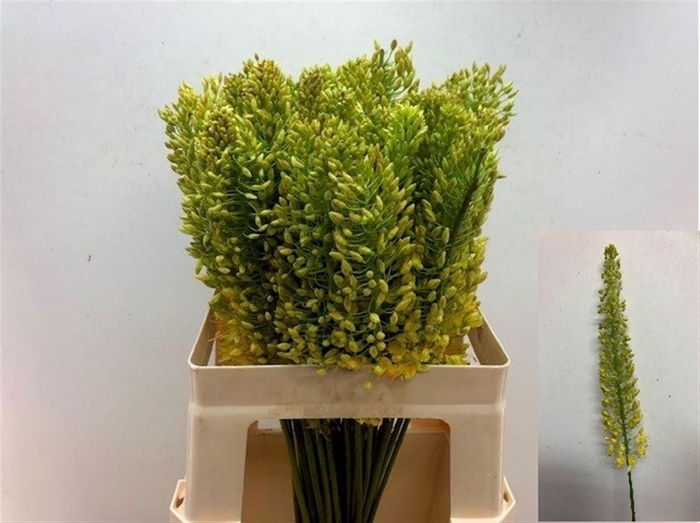 <h4>EREMURUS STENOPHYLLU</h4>