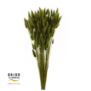 Dried Bleached Lagurus Olive 50gr
