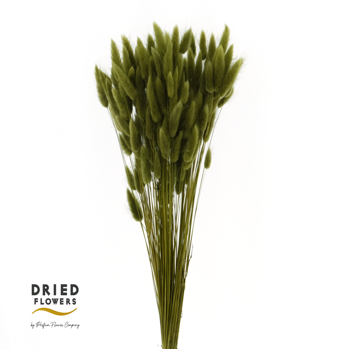 <h4>Dried Bleached Lagurus Olive 100gr</h4>