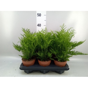 Pteris straminea