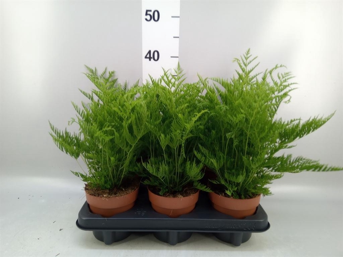 <h4>Pteris straminea</h4>