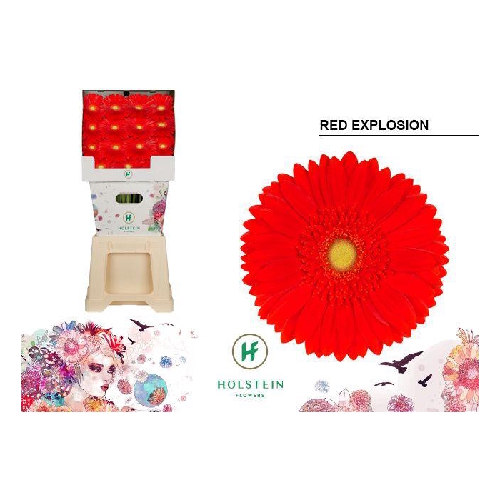 <h4>Ge Gr Red Explosion</h4>