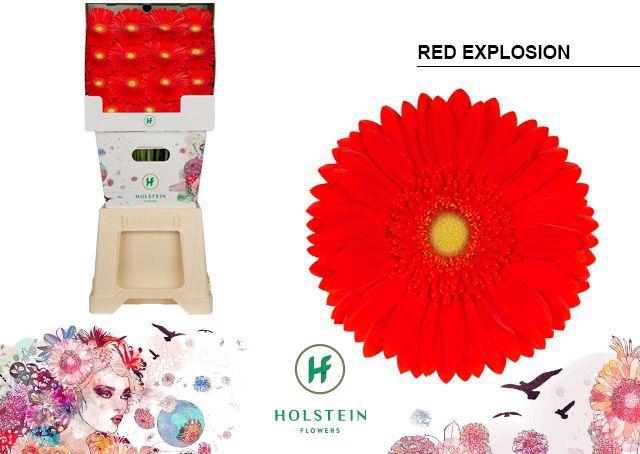 <h4>Gerbera Red Explosion Diamond</h4>