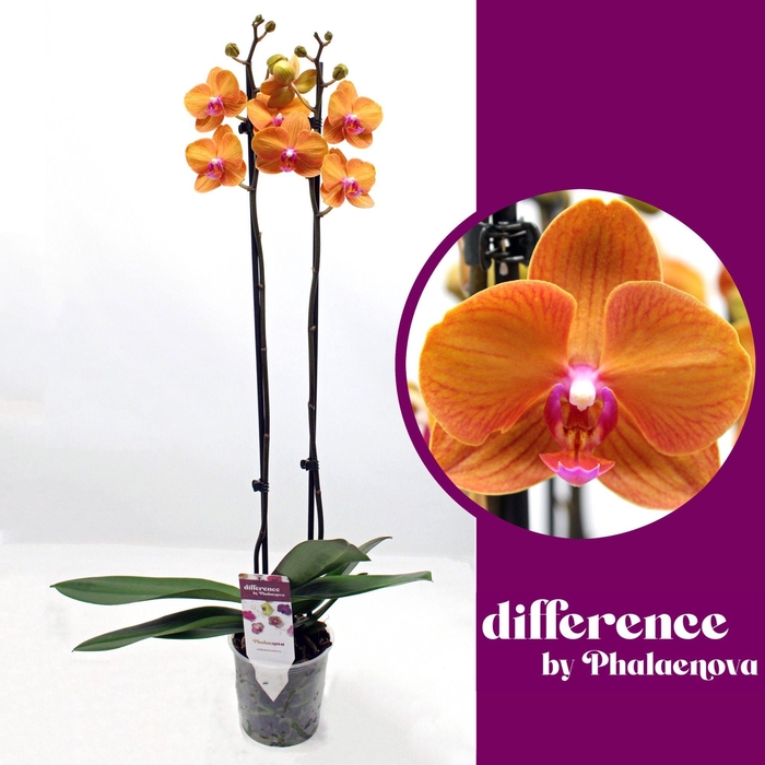 <h4>Tamara 2-tak 70cm (RIJP)</h4>