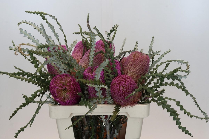 <h4>Banksia Speciosa Pink</h4>