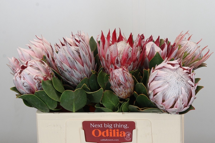 <h4>Protea Cynaroides</h4>
