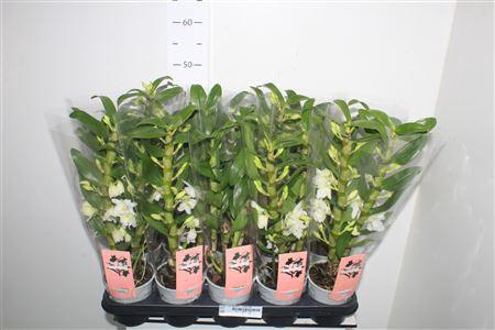 <h4>** Dendr N Sc Apollon 2 Branches * Autumn Promo **</h4>