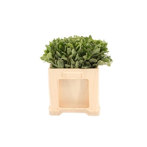 Pittosporum Ilan 60 ( Per Bunch )