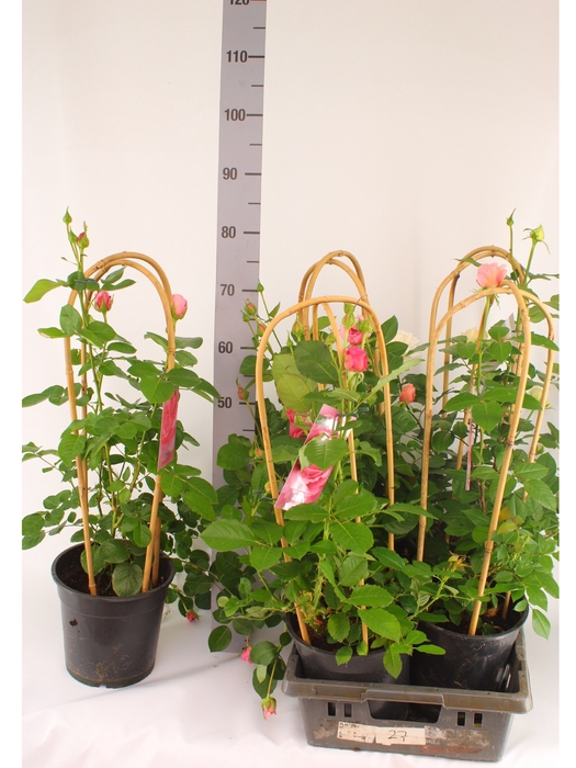 <h4>ROSA FL SELECT GEM</h4>