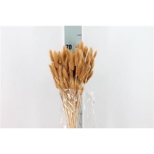 Dried Lagurus Bleached Cudio Bs