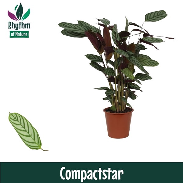 <h4>Calathea 19cm Compactstar Rhythm of Nature (Ctenanhte)</h4>