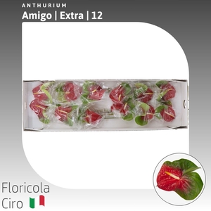 Anthurium Amigo