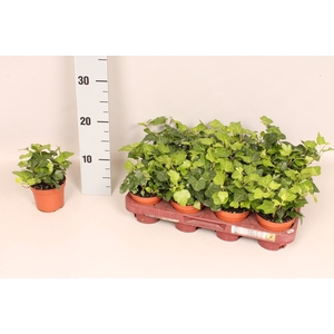 Hedera helix Wonder